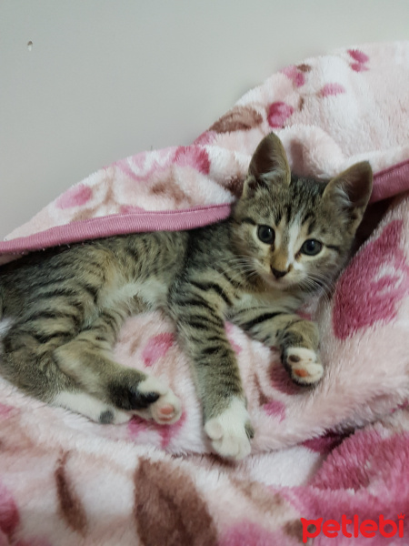 Tekir Kedi, Kedi  Napoleon fotoğrafı