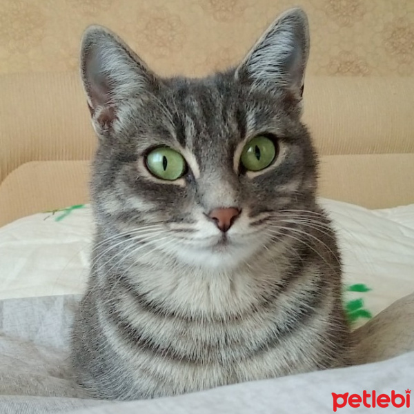 Tekir Kedi, Kedi  Çakıl fotoğrafı