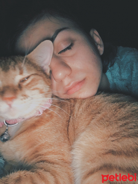 Sarman, Kedi  Cookie fotoğrafı