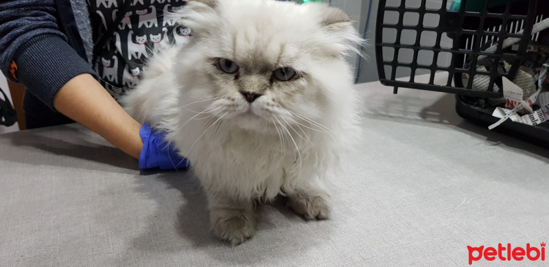 Chinchilla, Kedi  Bulut fotoğrafı