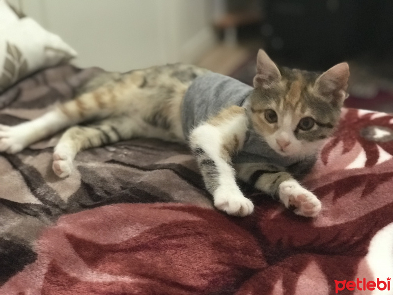 Tekir Kedi, Kedi  Efsun fotoğrafı