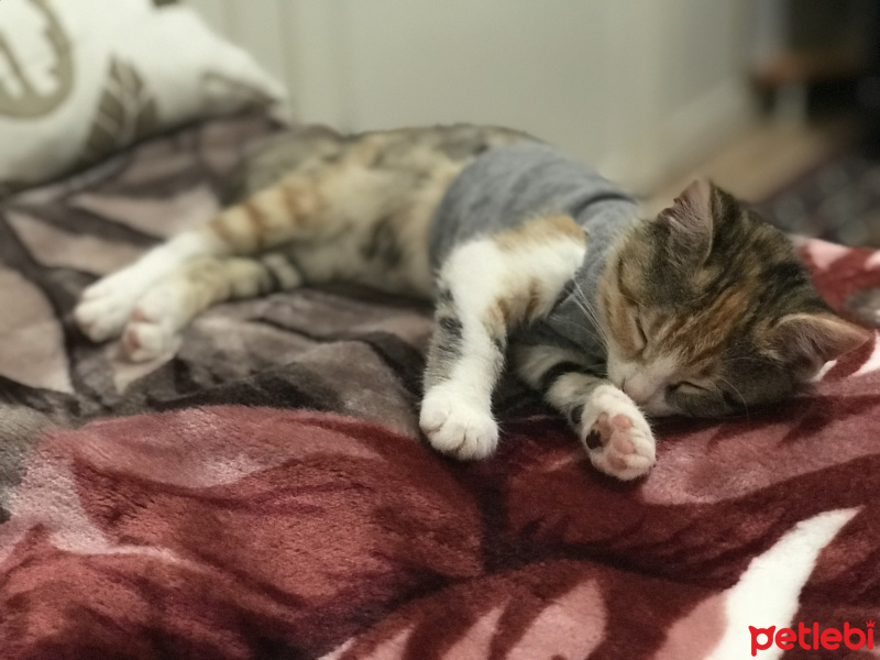 Tekir Kedi, Kedi  Efsun fotoğrafı