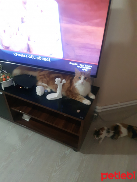 Tekir Kedi, Kedi  Tarçın fotoğrafı