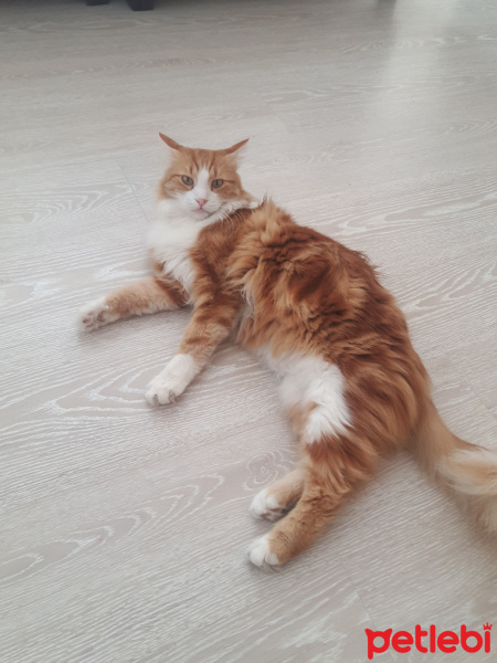 Tekir Kedi, Kedi  Tarçın fotoğrafı