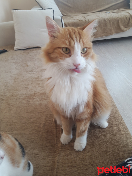Tekir Kedi, Kedi  Tarçın fotoğrafı