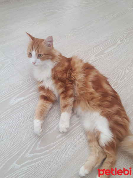 Tekir Kedi, Kedi  Tarçın fotoğrafı