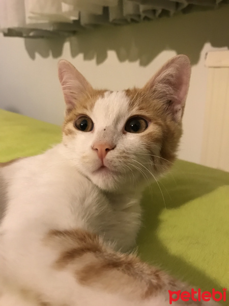 Sarman, Kedi  Nohut fotoğrafı