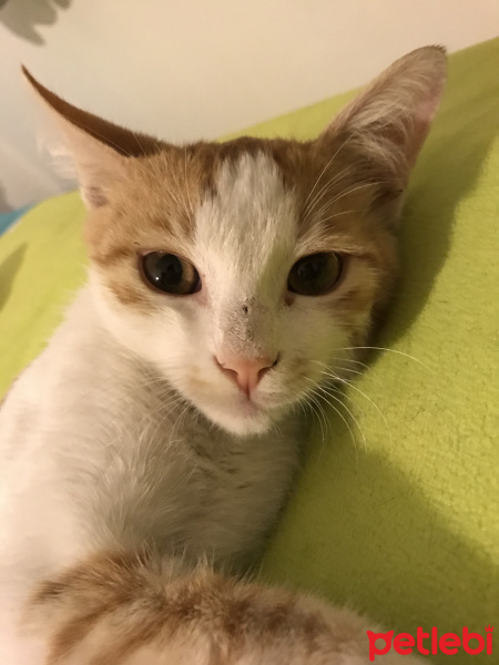 Sarman, Kedi  Nohut fotoğrafı