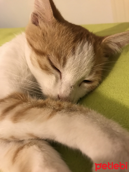 Sarman, Kedi  Nohut fotoğrafı