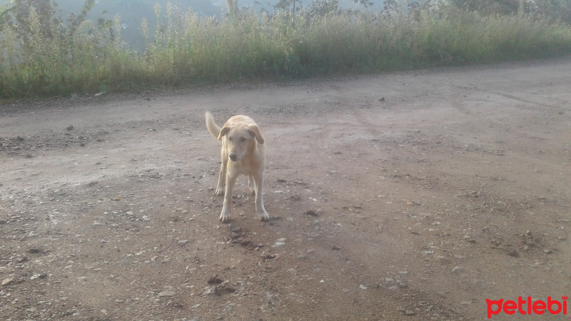 Golden Retriever, Köpek  Şanslı fotoğrafı