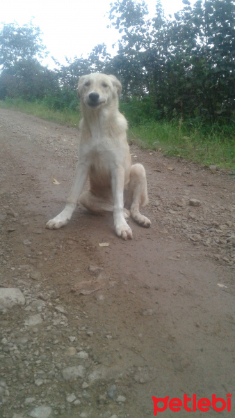 Golden Retriever, Köpek  Şanslı fotoğrafı