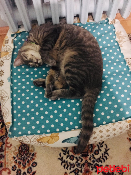 Tekir Kedi, Kedi  Alex fotoğrafı