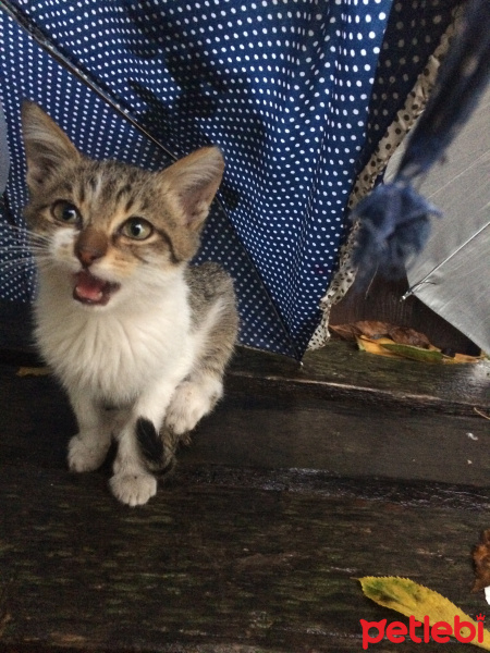 Tekir Kedi, Kedi  Reis fotoğrafı