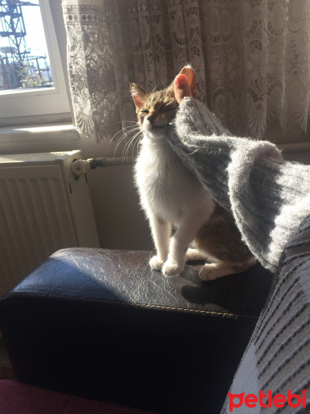 Tekir Kedi, Kedi  Reis fotoğrafı