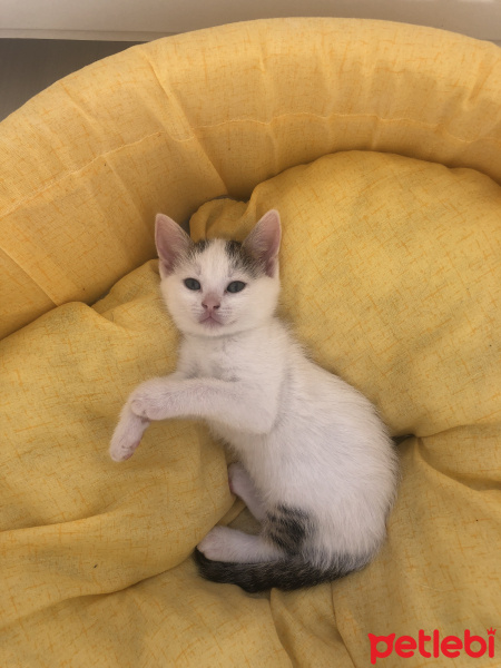 Tekir Kedi, Kedi  İsimsiz fotoğrafı