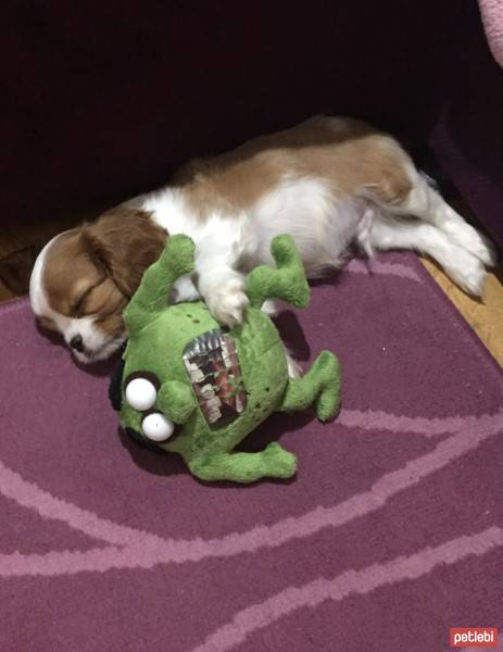 Cavalier King Charles Spanieli, Köpek  Zuzuu fotoğrafı