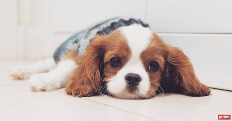 Cavalier King Charles Spanieli, Köpek  Zuzuu fotoğrafı