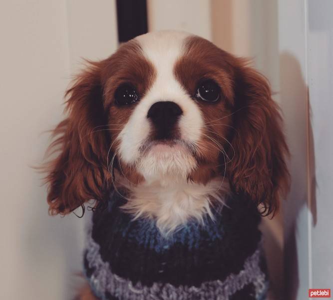 Cavalier King Charles Spanieli, Köpek  Zuzuu fotoğrafı