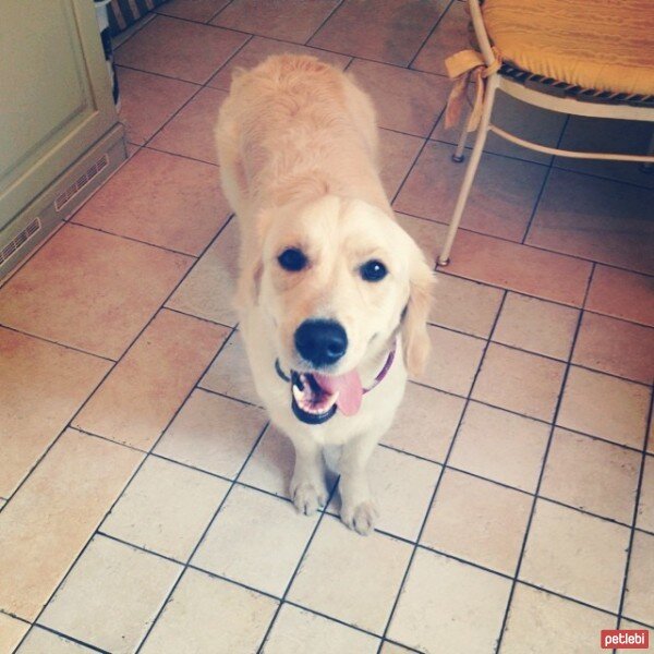 Golden Retriever, Köpek  şeker fotoğrafı