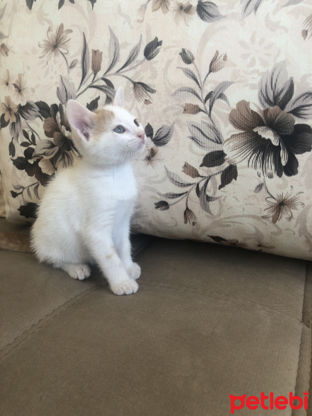 Tekir Kedi, Kedi  İsimsiz2 fotoğrafı
