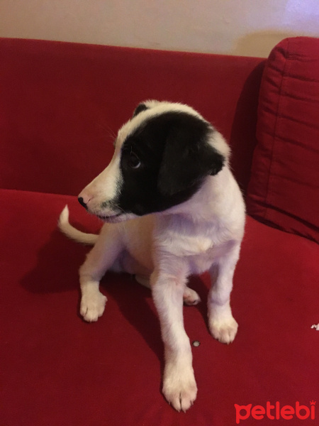 Border Collie, Köpek  Mari fotoğrafı