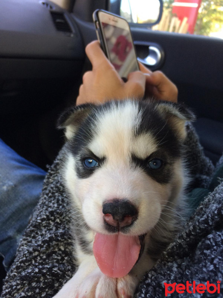 Sibirya Kurdu (Husky), Köpek  Daisy fotoğrafı