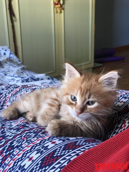 Sarman, Kedi  Fıstık fotoğrafı