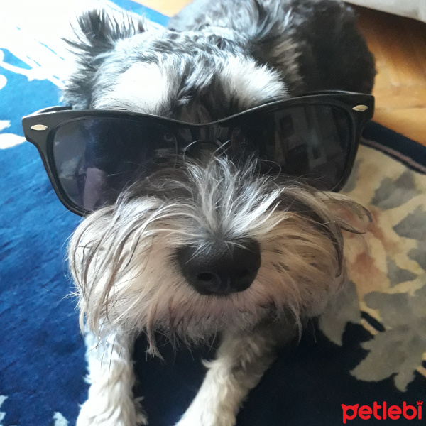 Minyatür Schnauzer, Köpek  Kırpık fotoğrafı