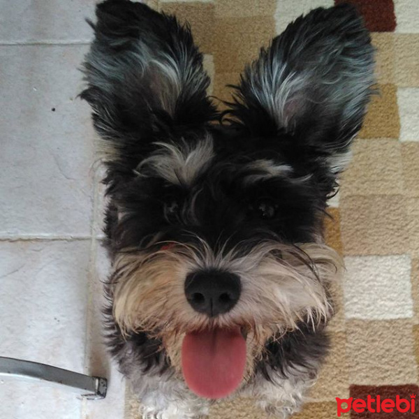 Minyatür Schnauzer, Köpek  Kırpık fotoğrafı