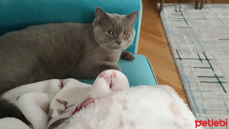 British Shorthair, Kedi  Tosun paşa fotoğrafı