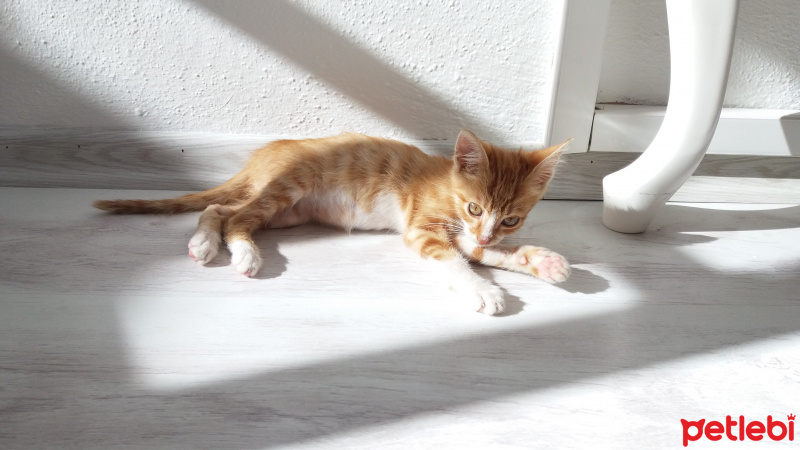 Sarman, Kedi  Miyu fotoğrafı