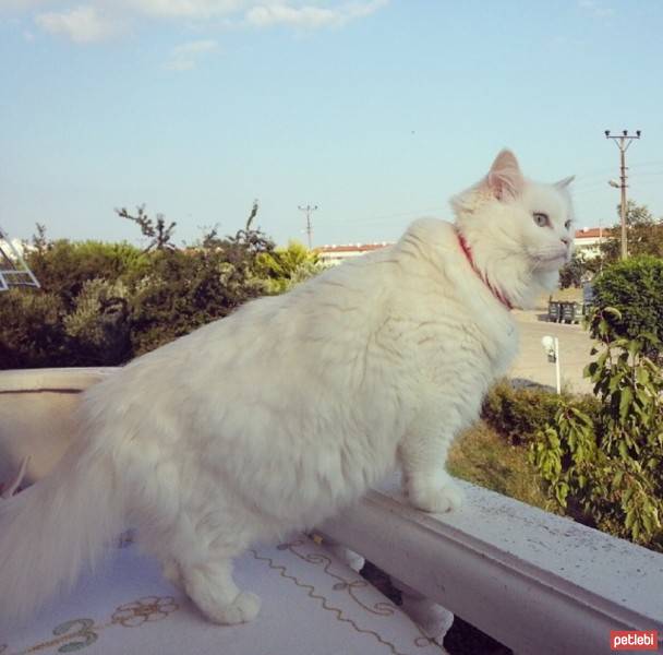 Ankara Kedisi, Kedi  Şeker fotoğrafı