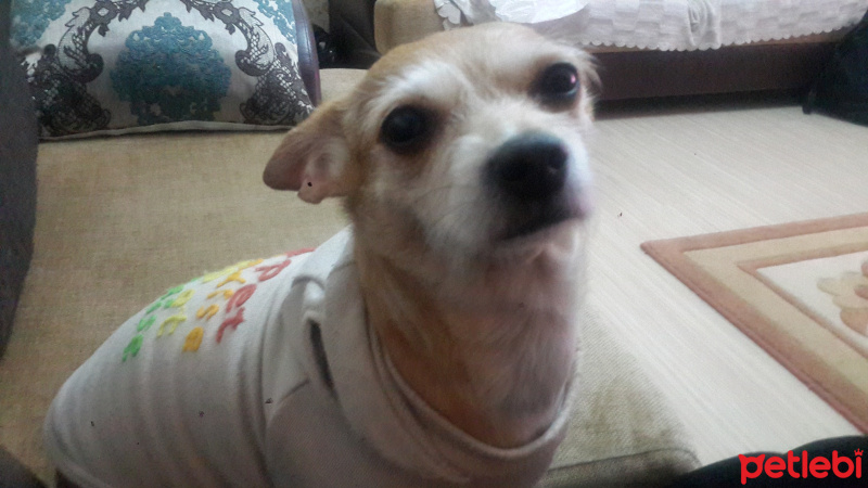 Chihuahua, Köpek  Şivas fotoğrafı