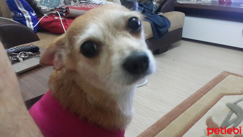 Chihuahua, Köpek  Şivas fotoğrafı