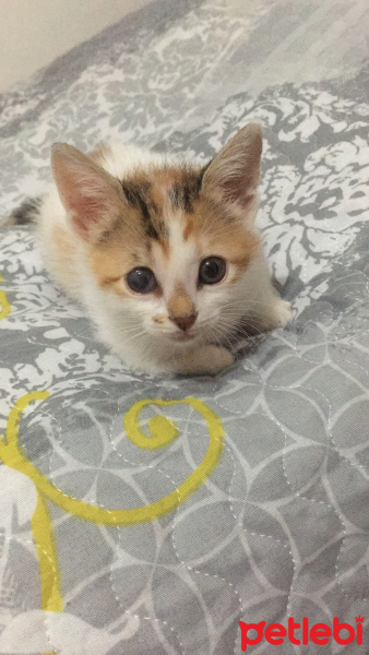Tekir Kedi, Kedi  Asena fotoğrafı