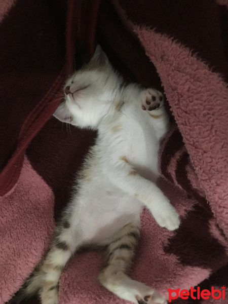 Tekir Kedi, Kedi  Asena fotoğrafı
