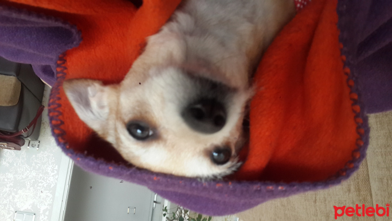 Chihuahua, Köpek  Şivas fotoğrafı