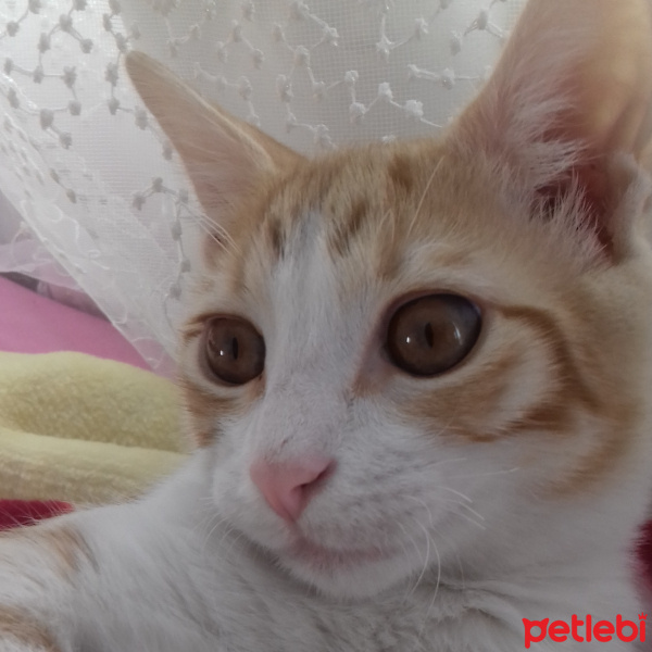 Tekir Kedi, Kedi  Hardal fotoğrafı