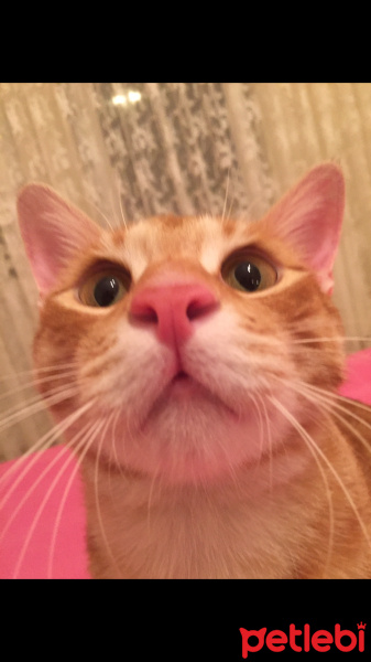 Sarman, Kedi  Nohut Can fotoğrafı