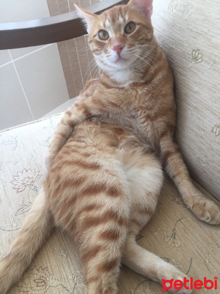 Sarman, Kedi  Nohut Can fotoğrafı