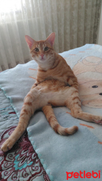Sarman, Kedi  Nohut Can fotoğrafı