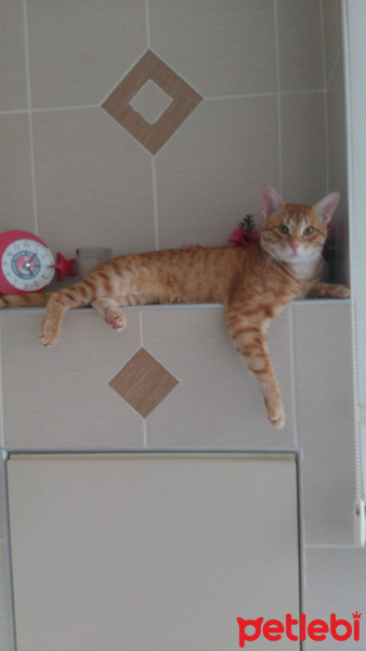 Sarman, Kedi  Nohut Can fotoğrafı