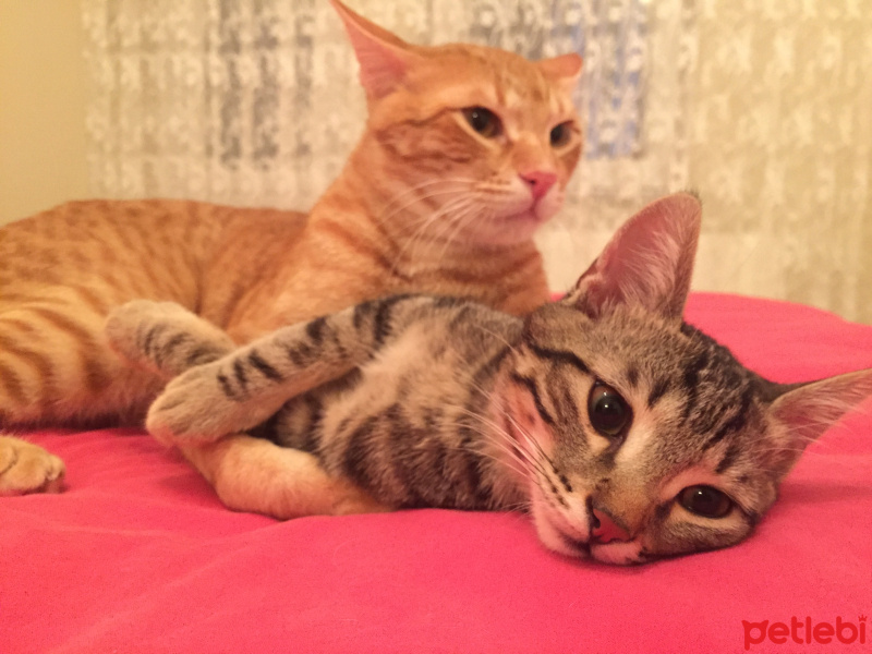 Sarman, Kedi  Nohut Can fotoğrafı