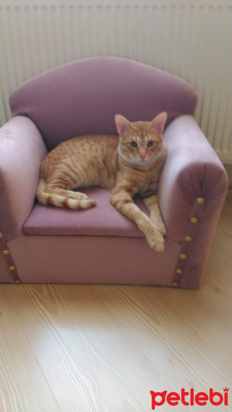 Sarman, Kedi  Nohut Can fotoğrafı