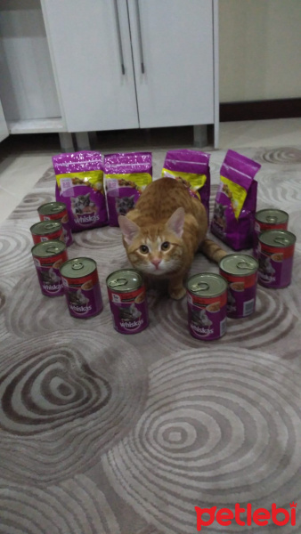 Sarman, Kedi  Nohut Can fotoğrafı