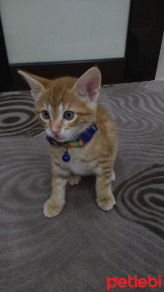 Sarman, Kedi  Nohut Can fotoğrafı