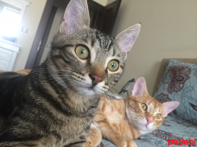 Sarman, Kedi  Nohut Can fotoğrafı