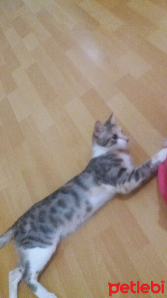 Tekir Kedi, Kedi  Mia fotoğrafı