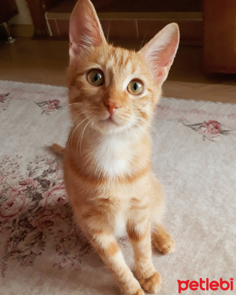 Tekir Kedi, Kedi  Lokum fotoğrafı
