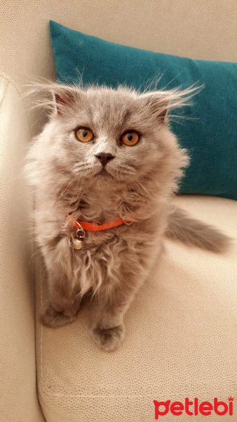 Scottish Fold, Kedi  Asil fotoğrafı